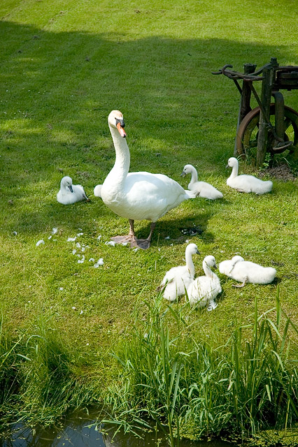 Family